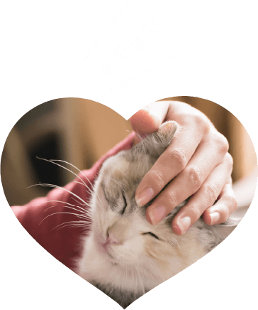 タッチケア