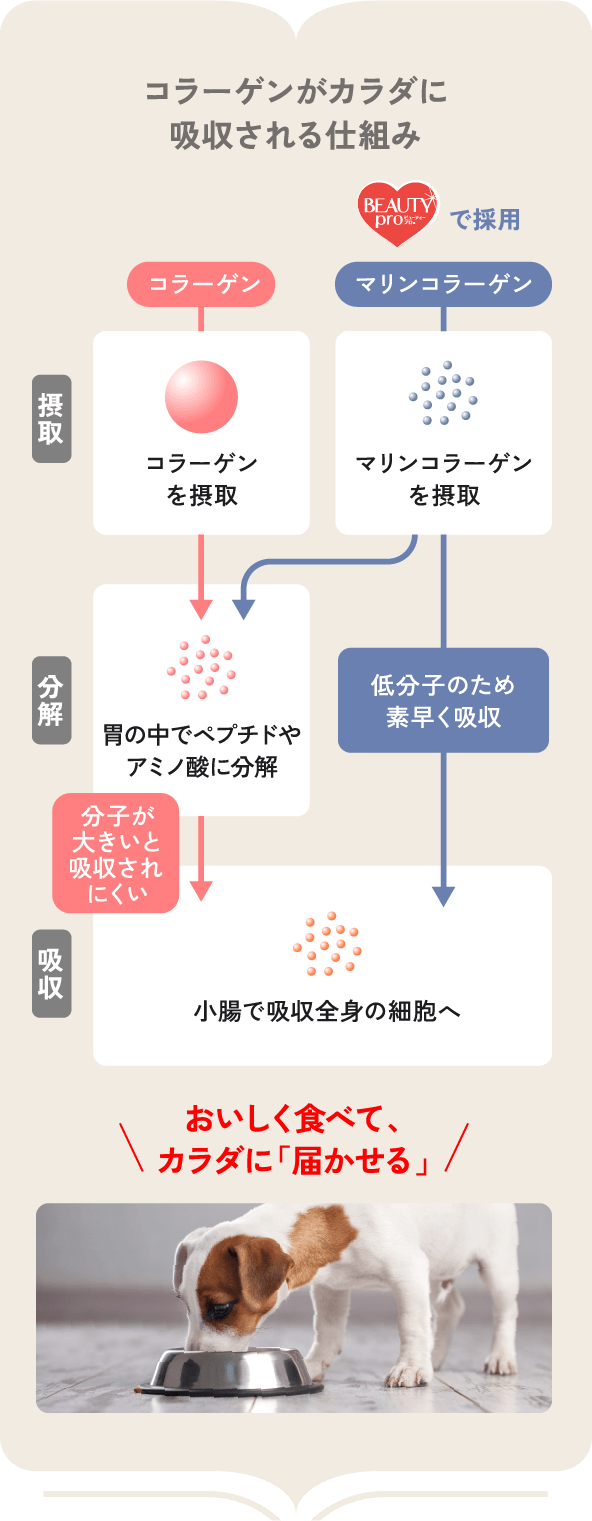 コラーゲンがカラダに吸収される仕組み