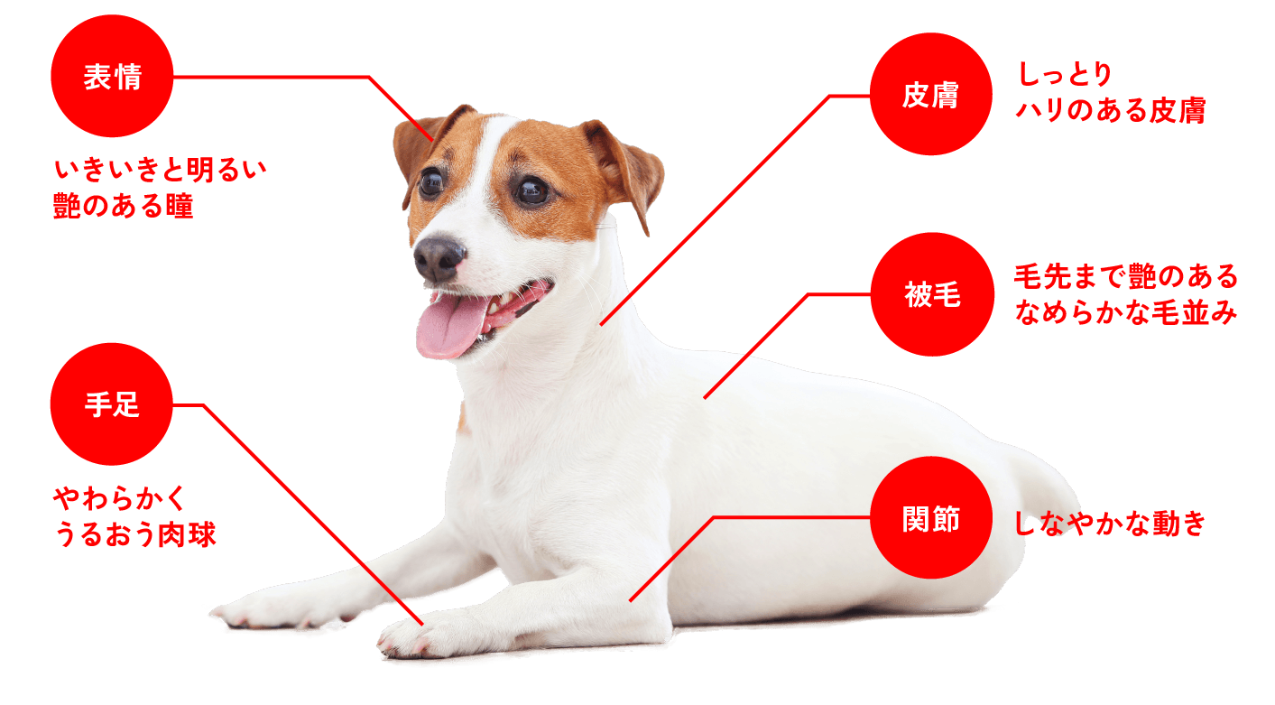 ごちそうさまの後は