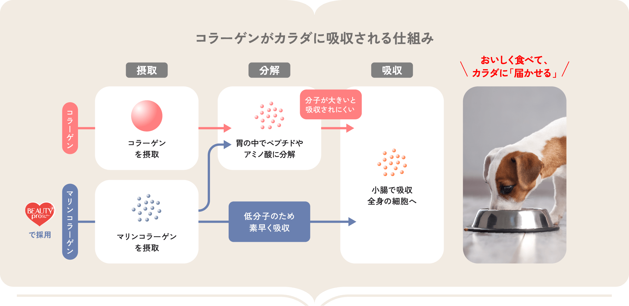 コラーゲンがカラダに吸収される仕組み